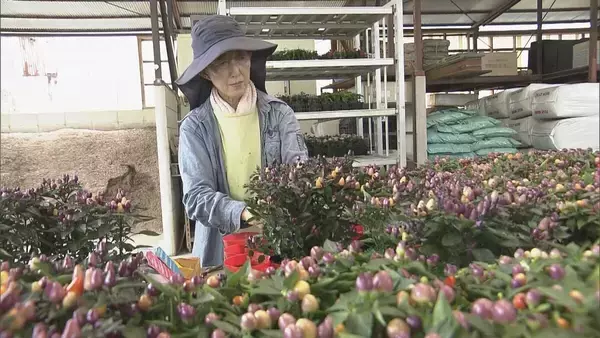 「白･紫･オレンジ… 色とりどりの観賞用トウガラシ出荷最盛期 天候に恵まれ色合いや形も上々の出来 三重･紀北町」の画像