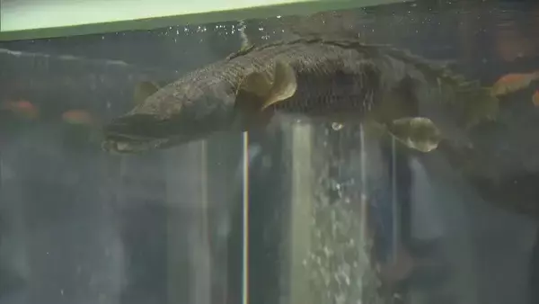 「地元で発見 “トバリュウ”実物化石を展示 ｢ジュラシックアクアリウム展｣ 鳥羽水族館で9月27日まで開催」の画像