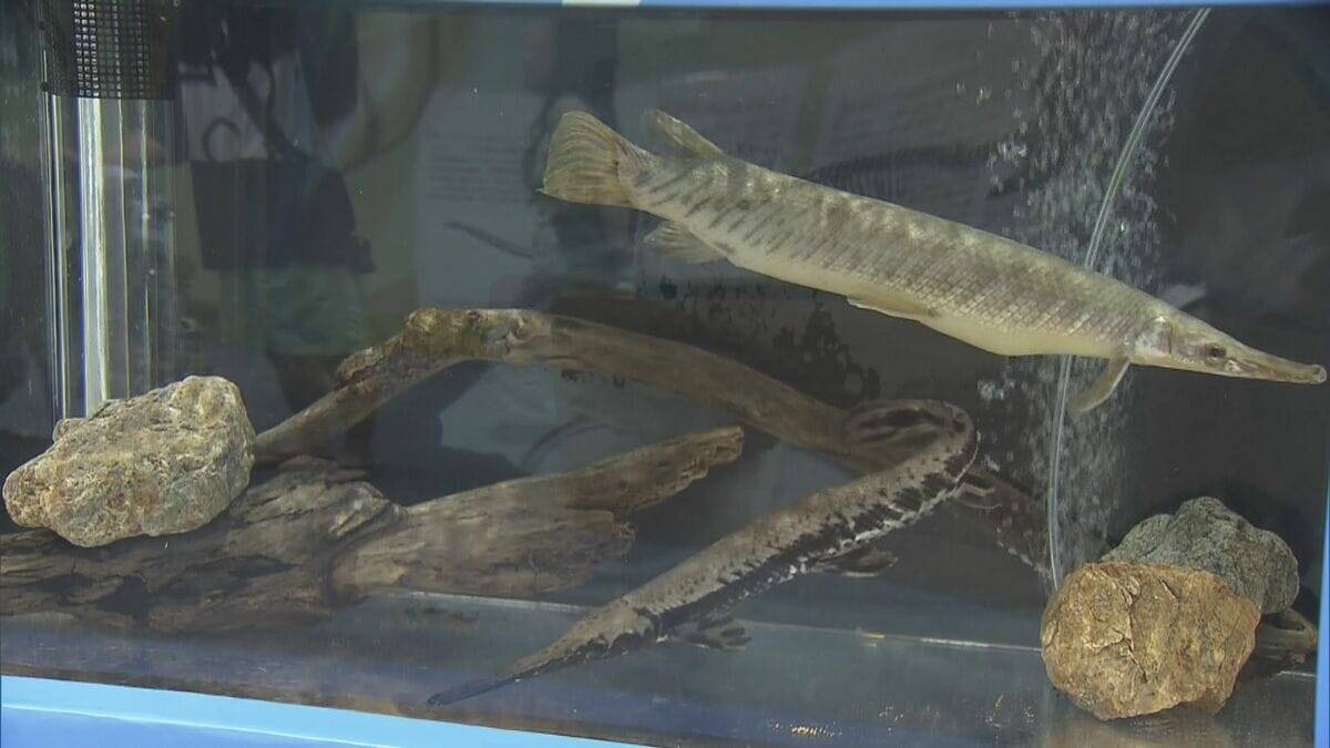 地元で発見 “トバリュウ”実物化石を展示 ｢ジュラシックアクアリウム展｣ 鳥羽水族館で9月27日まで開催