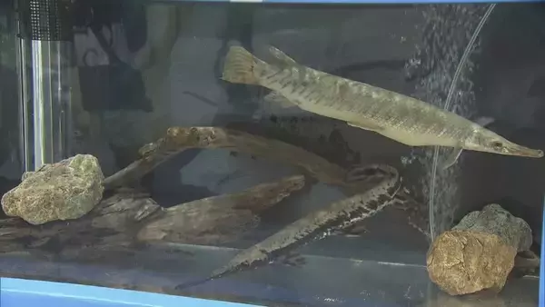 「地元で発見 “トバリュウ”実物化石を展示 ｢ジュラシックアクアリウム展｣ 鳥羽水族館で9月27日まで開催」の画像