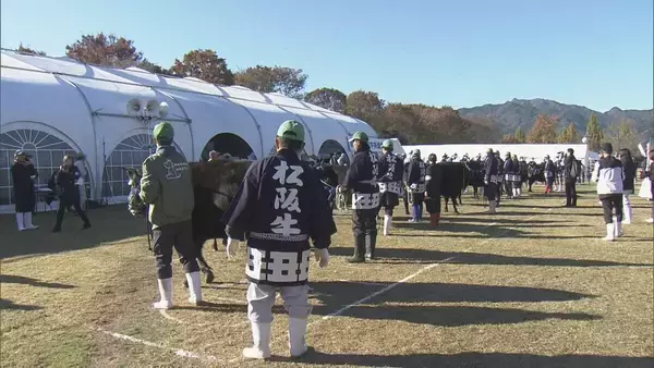 選び抜かれた“松阪牛”の品評会 最優秀“かずみ号”は過去最高額5259万円で落札 これまでの最高額を250万円以上も上回る