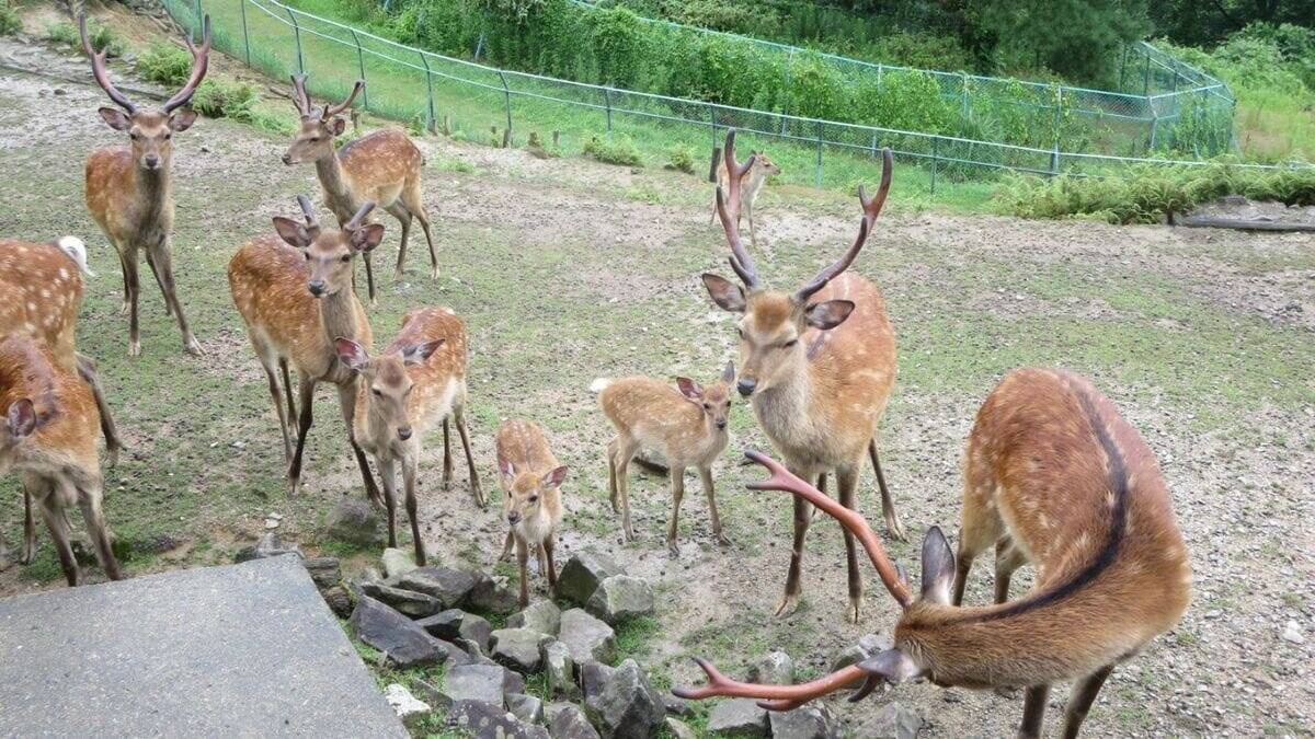 名古屋城のお堀で暮らすシカ 来年1頭増えるかも？8月に｢やまむらちゃん｣が老衰で死ぬ 今は母親とみられる｢もみじちゃん｣1頭に