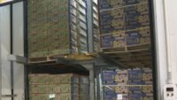 “黄色いバナナ”がピンチ？ナフサ不足で熟成促すエチレンガスが入手困難… ｢企業努力では限界が来る｣