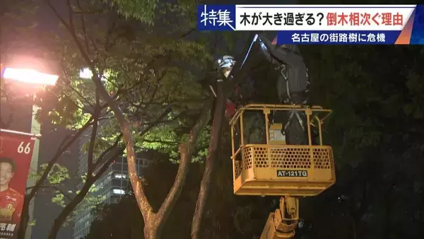 名古屋で相次ぐ倒木 都会の“狭い土”が寿命を削っていた “白い街”払拭のため…昭和40年代以降急増した街路樹
