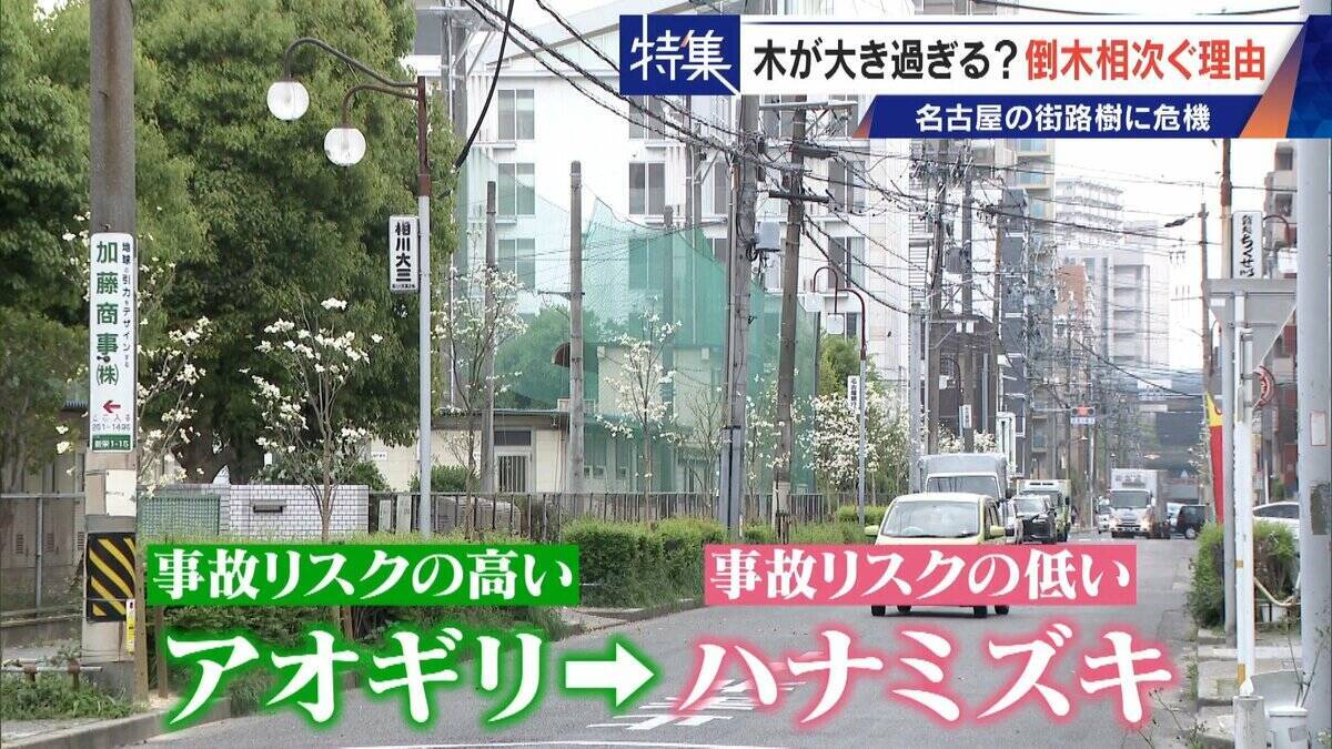 名古屋で相次ぐ倒木 都会の“狭い土”が寿命を削っていた “白い街”払拭のため…昭和40年代以降急増した街路樹