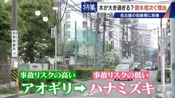 「名古屋で相次ぐ倒木 都会の“狭い土”が寿命を削っていた “白い街”払拭のため…昭和40年代以降急増した街路樹」の画像