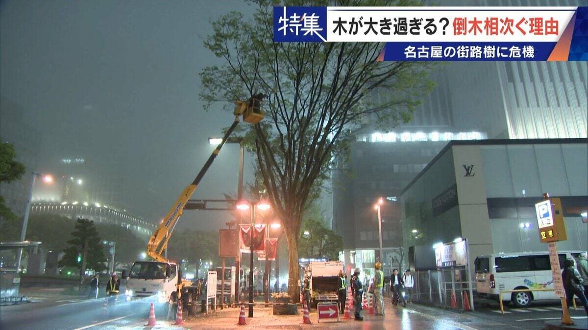 名古屋で相次ぐ倒木 都会の“狭い土”が寿命を削っていた “白い街”払拭のため…昭和40年代以降急増した街路樹