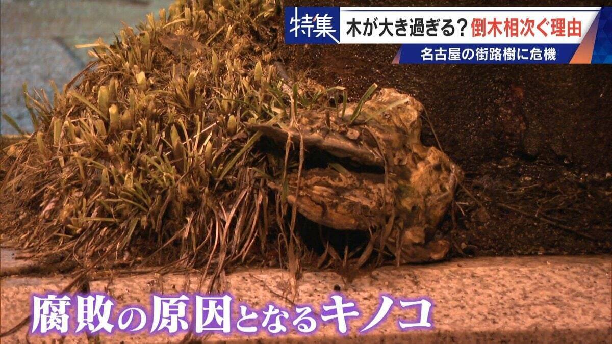 名古屋で相次ぐ倒木 都会の“狭い土”が寿命を削っていた “白い街”払拭のため…昭和40年代以降急増した街路樹