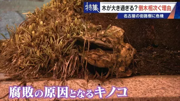 「名古屋で相次ぐ倒木 都会の“狭い土”が寿命を削っていた “白い街”払拭のため…昭和40年代以降急増した街路樹」の画像