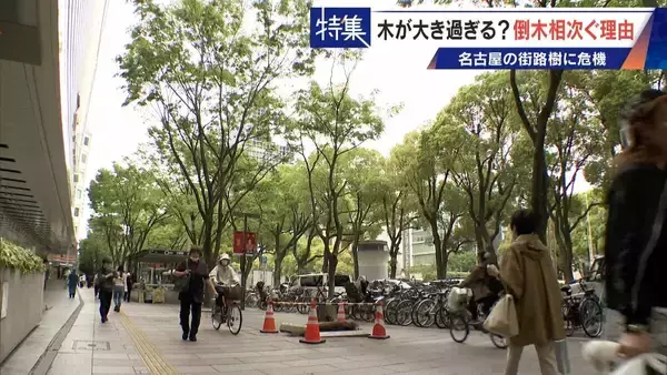 「名古屋で相次ぐ倒木 都会の“狭い土”が寿命を削っていた “白い街”払拭のため…昭和40年代以降急増した街路樹」の画像