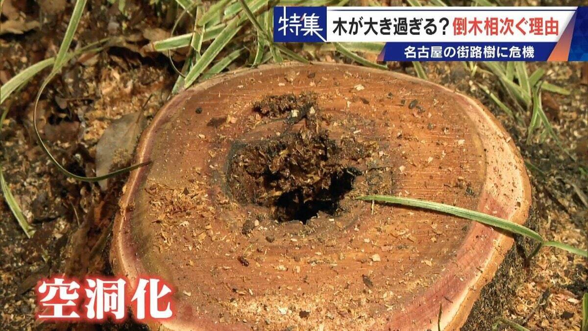 名古屋で相次ぐ倒木 都会の“狭い土”が寿命を削っていた “白い街”払拭のため…昭和40年代以降急増した街路樹