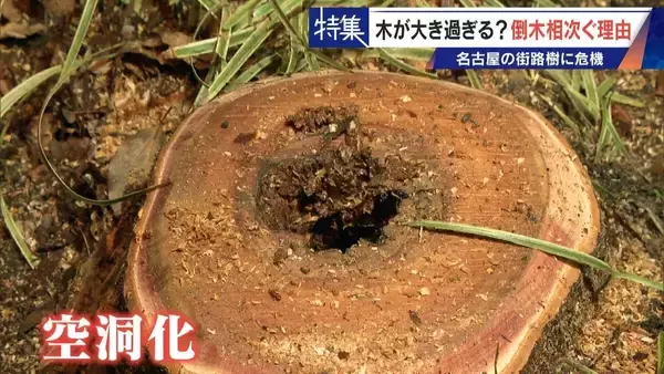「名古屋で相次ぐ倒木 都会の“狭い土”が寿命を削っていた “白い街”払拭のため…昭和40年代以降急増した街路樹」の画像
