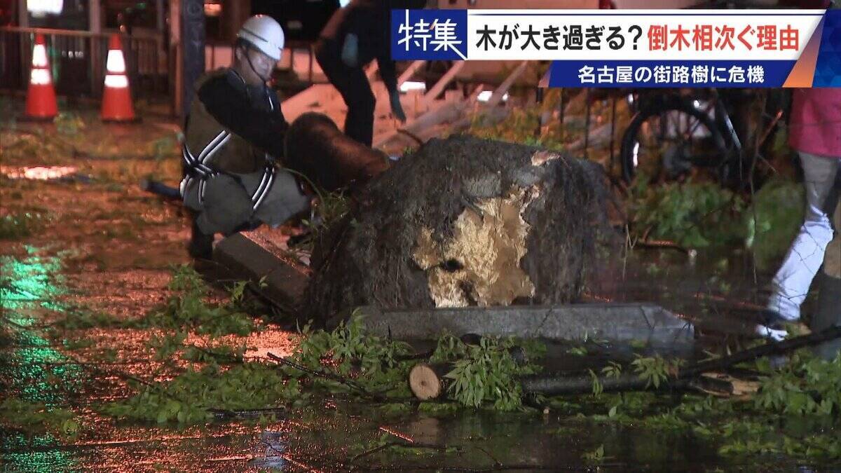 名古屋で相次ぐ倒木 都会の“狭い土”が寿命を削っていた “白い街”払拭のため…昭和40年代以降急増した街路樹