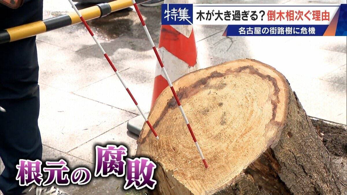名古屋で相次ぐ倒木 都会の“狭い土”が寿命を削っていた “白い街”払拭のため…昭和40年代以降急増した街路樹