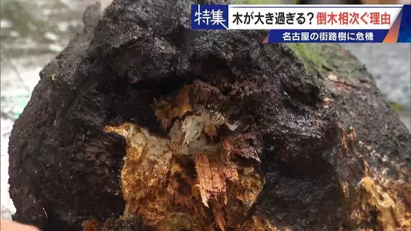 「名古屋で相次ぐ倒木 都会の“狭い土”が寿命を削っていた “白い街”払拭のため…昭和40年代以降急増した街路樹」の画像