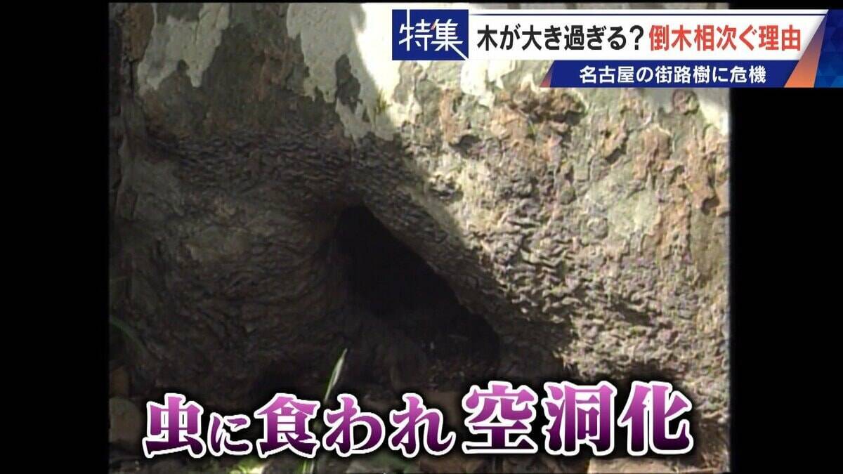 名古屋で相次ぐ倒木 都会の“狭い土”が寿命を削っていた “白い街”払拭のため…昭和40年代以降急増した街路樹