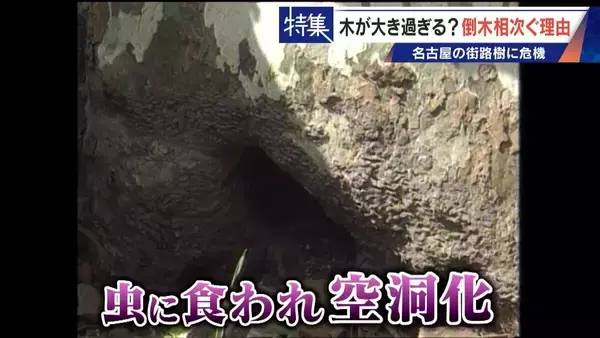 「名古屋で相次ぐ倒木 都会の“狭い土”が寿命を削っていた “白い街”払拭のため…昭和40年代以降急増した街路樹」の画像