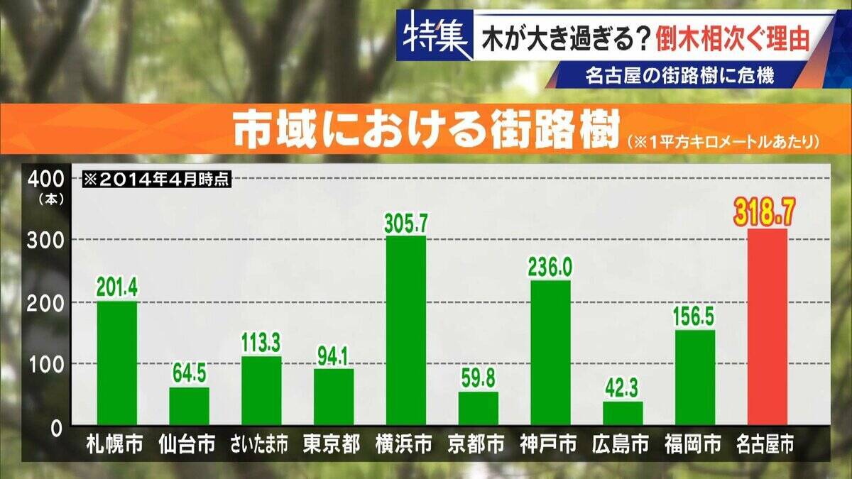名古屋で相次ぐ倒木 都会の“狭い土”が寿命を削っていた “白い街”払拭のため…昭和40年代以降急増した街路樹