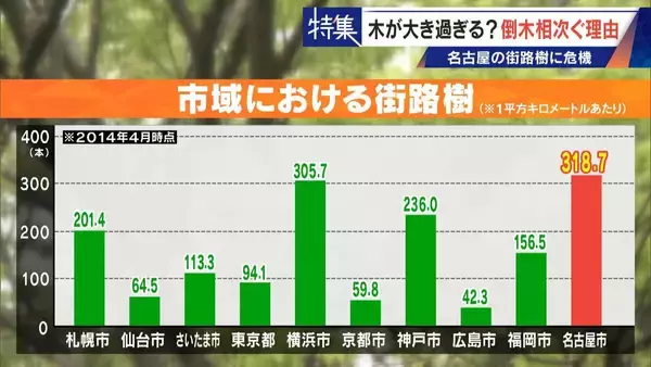 「名古屋で相次ぐ倒木 都会の“狭い土”が寿命を削っていた “白い街”払拭のため…昭和40年代以降急増した街路樹」の画像
