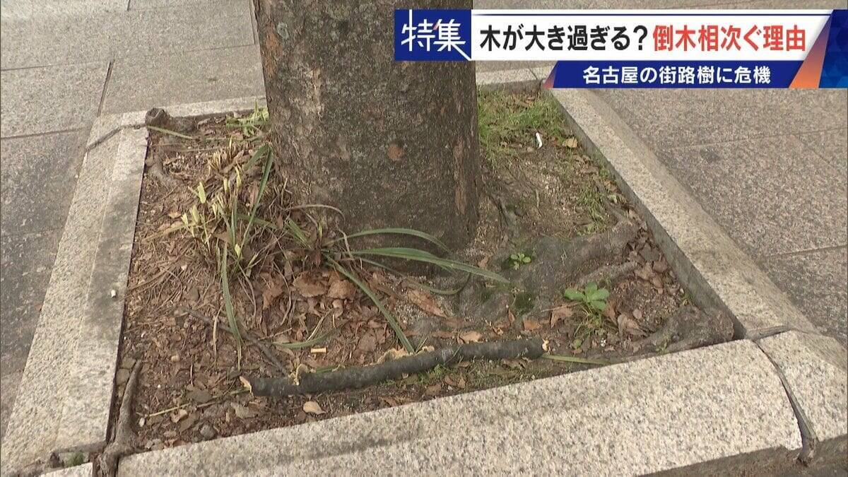 名古屋で相次ぐ倒木 都会の“狭い土”が寿命を削っていた “白い街”払拭のため…昭和40年代以降急増した街路樹
