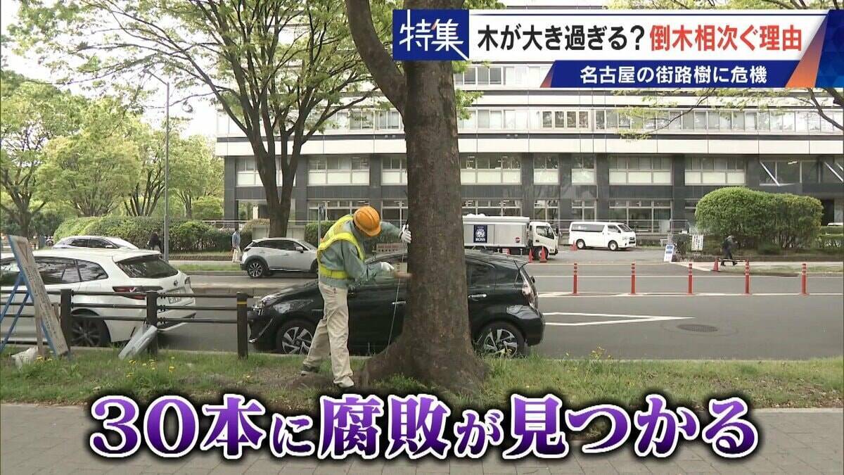名古屋で相次ぐ倒木 都会の“狭い土”が寿命を削っていた “白い街”払拭のため…昭和40年代以降急増した街路樹