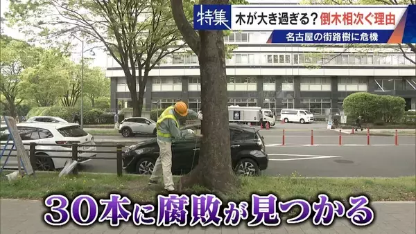 「名古屋で相次ぐ倒木 都会の“狭い土”が寿命を削っていた “白い街”払拭のため…昭和40年代以降急増した街路樹」の画像