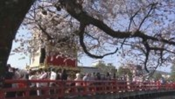 桜の下、絢爛豪華な祭り屋台が古い街並みを練り歩く　春の高山祭　
