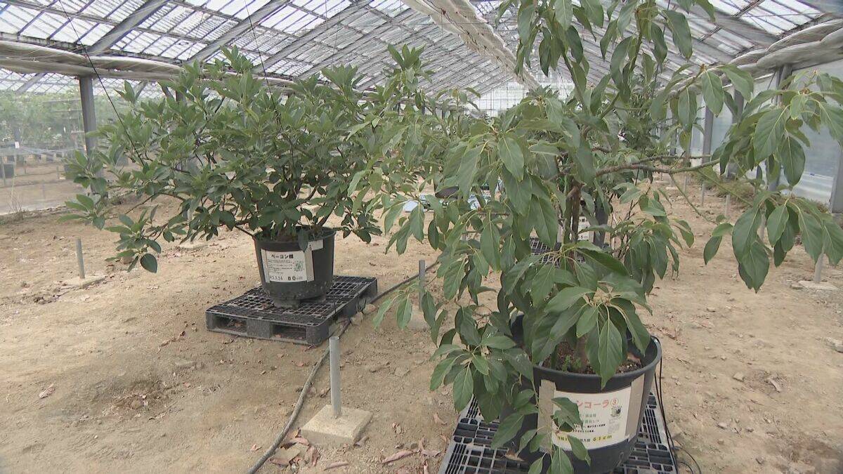 中南米原産のアボカドを岐阜で!? ｢温暖化を逆手にとって」高校生たちが試験栽培 スタートから約5年… 目指せ“岐阜の特産品”