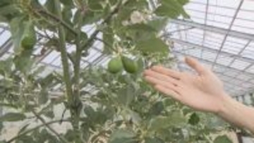 中南米原産のアボカドを岐阜で!? ｢温暖化を逆手にとって」高校生たちが試験栽培 スタートから約5年… 目指せ“岐阜の特産品”