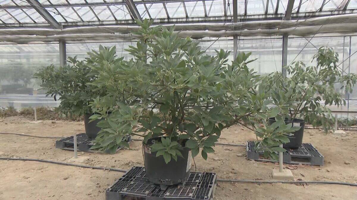 中南米原産のアボカドを岐阜で!? ｢温暖化を逆手にとって」高校生たちが試験栽培 スタートから約5年… 目指せ“岐阜の特産品”