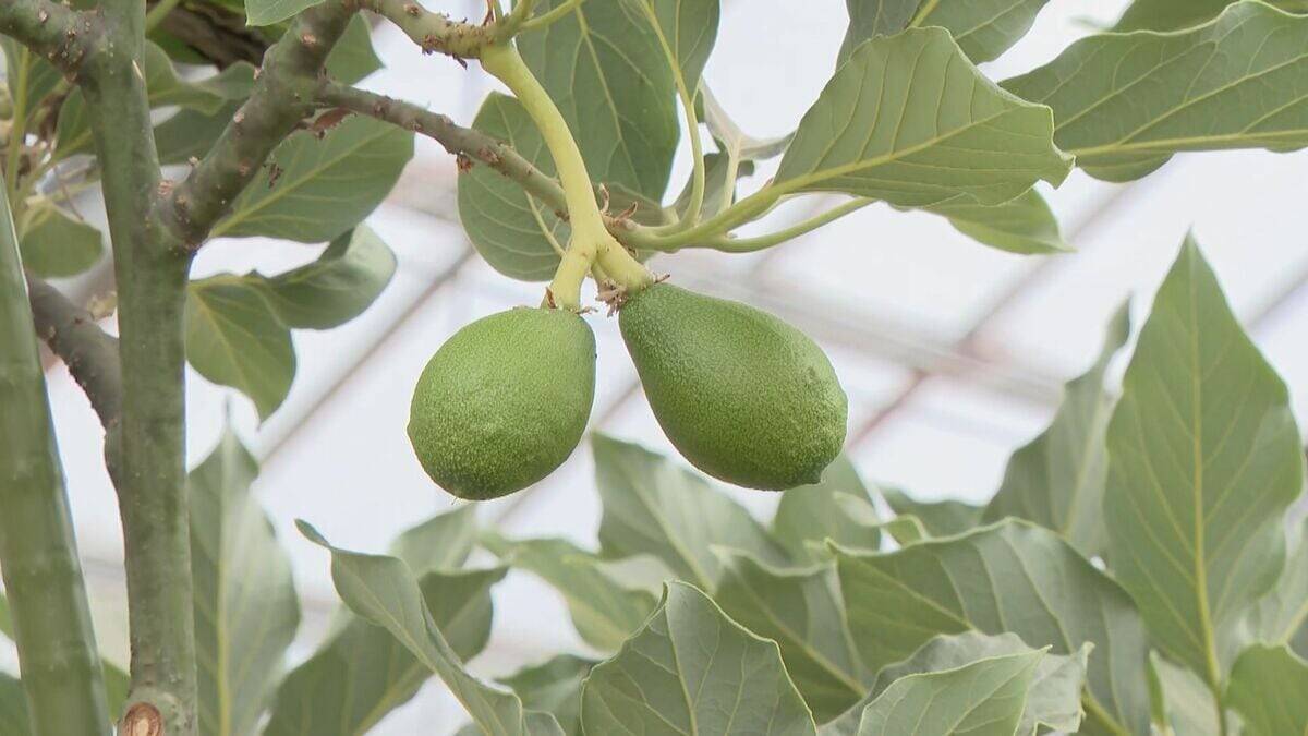中南米原産のアボカドを岐阜で!? ｢温暖化を逆手にとって」高校生たちが試験栽培 スタートから約5年… 目指せ“岐阜の特産品”