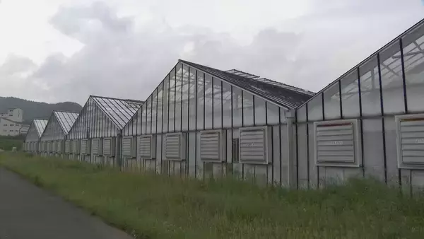 「中南米原産のアボカドを岐阜で!? ｢温暖化を逆手にとって」高校生たちが試験栽培 スタートから約5年… 目指せ“岐阜の特産品”」の画像