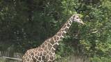 「“1年でいちばん混む”こどもの日の動物園 ライオンの食事風景は｢迫力ある｣ 一方キッチンカーには中東情勢の影響が ｢のんほいパーク｣ 愛知・豊橋市」の画像4