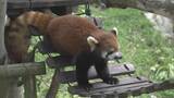 「“1年でいちばん混む”こどもの日の動物園 ライオンの食事風景は｢迫力ある｣ 一方キッチンカーには中東情勢の影響が ｢のんほいパーク｣ 愛知・豊橋市」の画像5