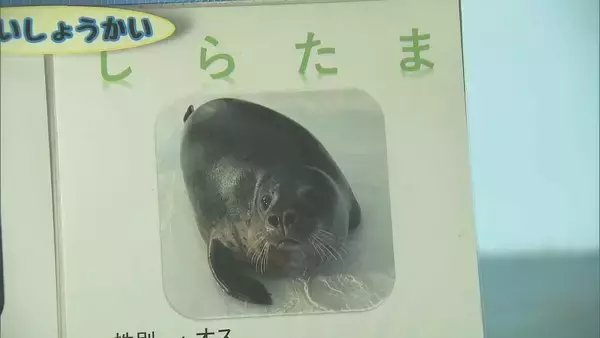 「“1年でいちばん混む”こどもの日の動物園 ライオンの食事風景は｢迫力ある｣ 一方キッチンカーには中東情勢の影響が ｢のんほいパーク｣ 愛知・豊橋市」の画像