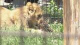 「“1年でいちばん混む”こどもの日の動物園 ライオンの食事風景は｢迫力ある｣ 一方キッチンカーには中東情勢の影響が ｢のんほいパーク｣ 愛知・豊橋市」の画像7