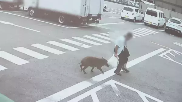 「男性4人がイノシシに襲われる ｢飛びかかるように乗っていた｣ 約1時間半後に捕獲 突進してくる様子も… 愛知･豊田市」の画像