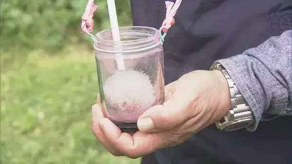 シャリシャリ食感と強い甘みが特徴のナシ｢幸水｣ 暖冬で開花早く…前倒しで“人工授粉” 岐阜･本巣市