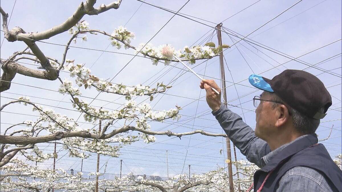 シャリシャリ食感と強い甘みが特徴のナシ｢幸水｣ 暖冬で開花早く…前倒しで“人工授粉” 岐阜･本巣市