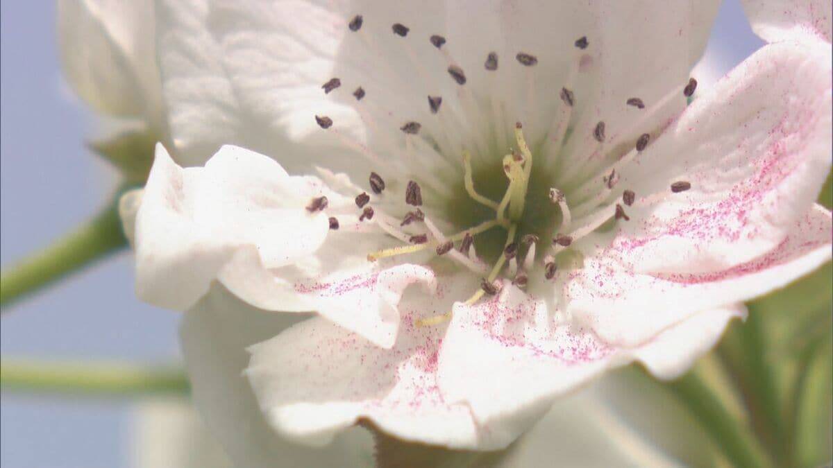 シャリシャリ食感と強い甘みが特徴のナシ｢幸水｣ 暖冬で開花早く…前倒しで“人工授粉” 岐阜･本巣市