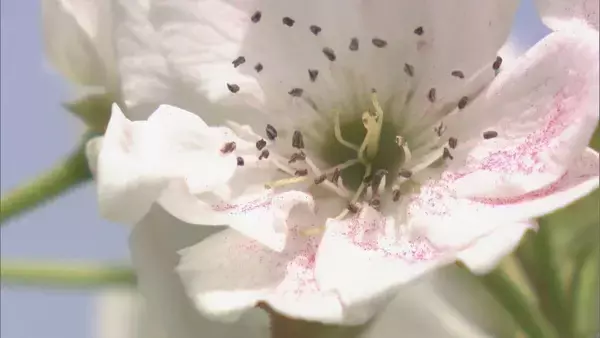 「シャリシャリ食感と強い甘みが特徴のナシ｢幸水｣ 暖冬で開花早く…前倒しで“人工授粉” 岐阜･本巣市」の画像