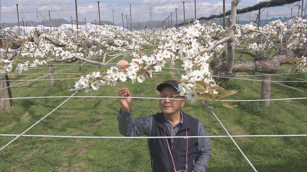 シャリシャリ食感と強い甘みが特徴のナシ｢幸水｣ 暖冬で開花早く…前倒しで“人工授粉” 岐阜･本巣市