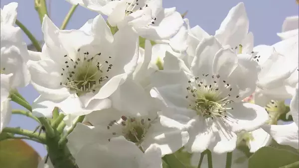 「シャリシャリ食感と強い甘みが特徴のナシ｢幸水｣ 暖冬で開花早く…前倒しで“人工授粉” 岐阜･本巣市」の画像