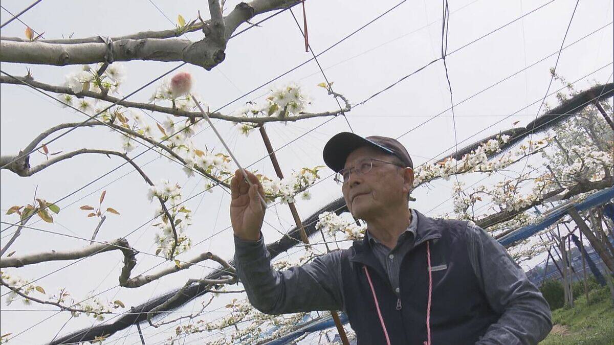 シャリシャリ食感と強い甘みが特徴のナシ｢幸水｣ 暖冬で開花早く…前倒しで“人工授粉” 岐阜･本巣市