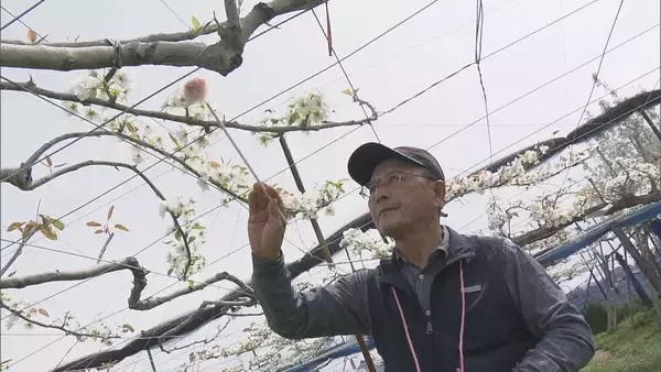 「シャリシャリ食感と強い甘みが特徴のナシ｢幸水｣ 暖冬で開花早く…前倒しで“人工授粉” 岐阜･本巣市」の画像
