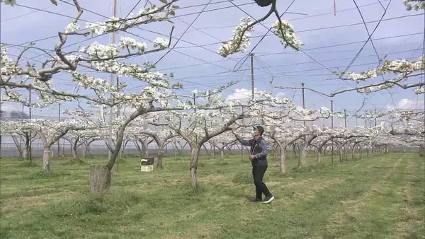 「シャリシャリ食感と強い甘みが特徴のナシ｢幸水｣ 暖冬で開花早く…前倒しで“人工授粉” 岐阜･本巣市」の画像