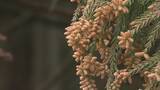 「煙のように舞い上がる…“スギ花粉”がピーク 滋賀･岐阜から名古屋方面にやってくる スギ林で調査」の画像1