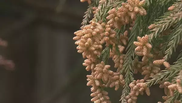 煙のように舞い上がる…“スギ花粉”がピーク 滋賀･岐阜から名古屋方面にやってくる スギ林で調査