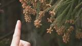 「煙のように舞い上がる…“スギ花粉”がピーク 滋賀･岐阜から名古屋方面にやってくる スギ林で調査」の画像3