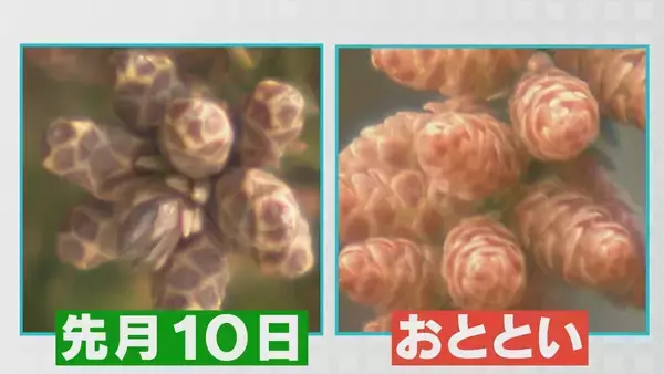 「煙のように舞い上がる…“スギ花粉”がピーク 滋賀･岐阜から名古屋方面にやってくる スギ林で調査」の画像
